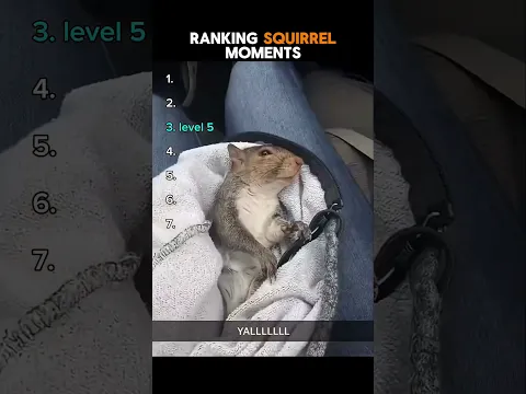 Ranking Squirrel Moments🐿️ #shorts #ranking #squirrel