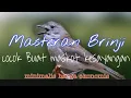 Download Lagu MASTERAN BRINJI TUNGGIR RAMBUT GACOR full tembakan. SUARA KASAR COCOK BUAT BURUNG LAPANGAN.