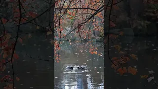 فضل الأرملة التى قعدت على أولادها حديث نبوي يهز القلوب لا تفو ت الأجر 