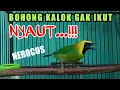 Download Lagu cucak rante gacor gak berhenti memancing yang malas bunyi...