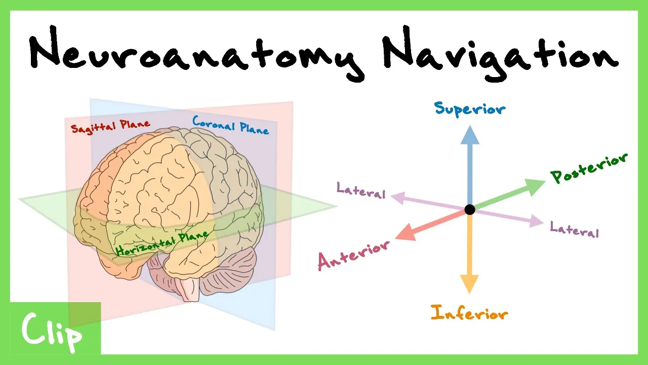 How To Navigate The Central Nervous System Explained (Dorsal, Ventral, Sagittal, Coronal) | Clip