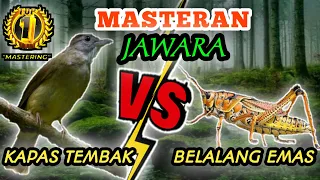 kapas tembak vs belalang emas