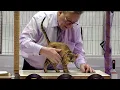 CFA International Show 2019 - Shorthair Adult Class Judging