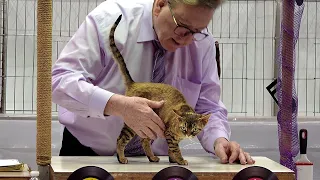 CFA International Show 2019 - Shorthair Adult Class Judging