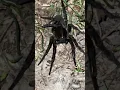 Giant wasp and a large wolf spider Part 2