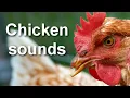 Download Lagu Suara Ayam, Suara Ayam di Peternakan Video HD / Audio HQ