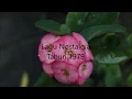 Download Lagu Bukit Berbunga (Lirik Lagu), Uci Bing Slamet, Ciptaan Yonas Pareira, Lagu Nostalgia Tahun 1979
