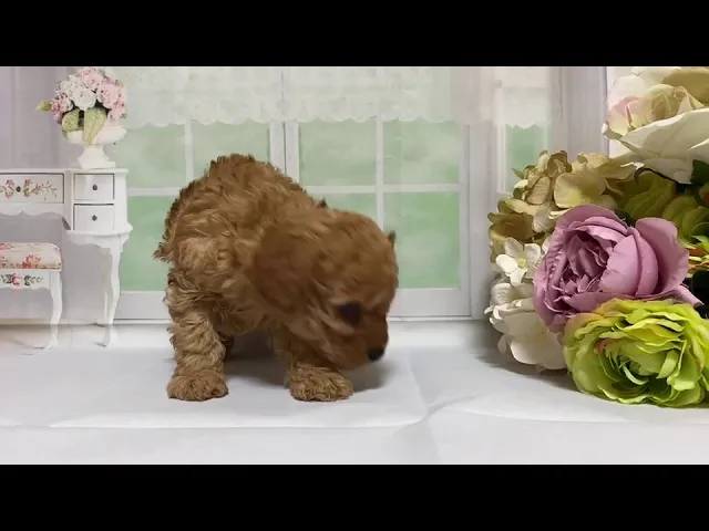 動画
