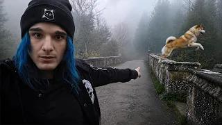 Wieso springen hier so viele Hunde in den Tod?