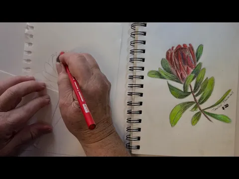 Download MP3 How to draw with Colour pencil Protea with aTwist, 1-3 videos