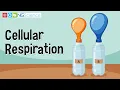 Cellular Respiration