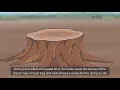 How to Kill a Tree Stump