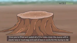 How to Kill a Tree Stump