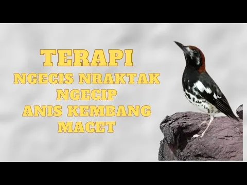 Download MP3 SUARA TERAPI NGECIS NGECIP NRAKTAK ANIS KEMBANG