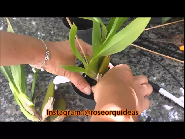 PLANTANDO SUA ORQUÍDEA SEM MISTÉRIO