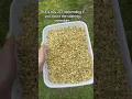 Sprout lentils for chickens