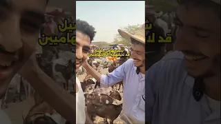 الشاعر التهامي انا تراييت مرتين وانت للرعاية افتي 
