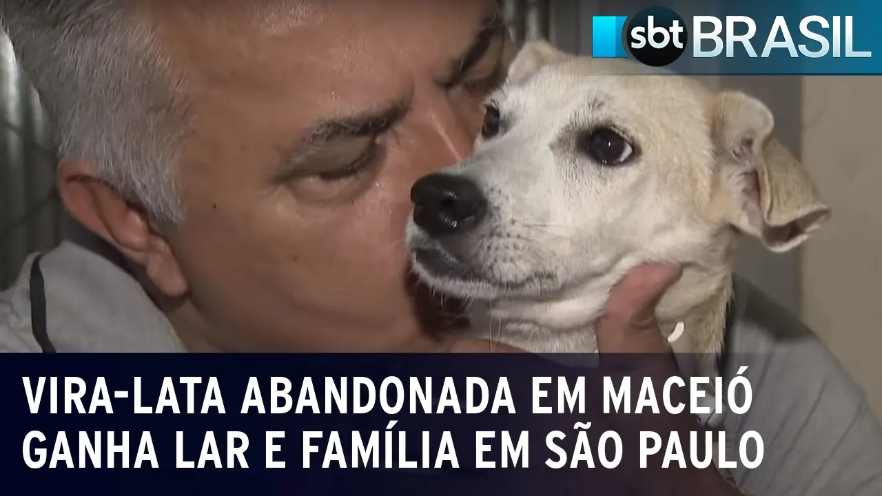 Vira-lata abandonada em Maceió ganha lar e família em São Paulo | SBT Brasil (19/08/23)