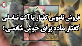 فروش ناموس کفتار یا آلت تناسلی کفتار ماده برای خوش شانسی 