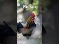 Download Lagu #refrán Al gallo que es bueno #shorts #frases #refranes
