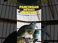 Download Lagu Suara Perkutut Bangkok Gacor Suara Besar Panjang Cucu Susi Susanti