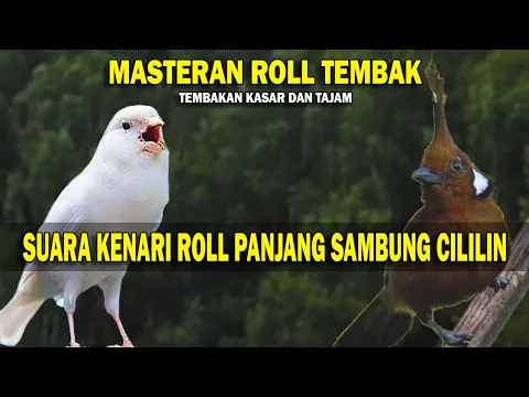 Download MP3 TEMBAKAN MEWAH KASAR DAN TAJAM! MASTERAN SUARA KENARI NGEROLL PANJANG SAMBUNG CILILIN!