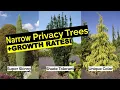 16 Narrow Evergreen Tree Suggestions For Year-Round Privacy In Small Yards Growth Rates