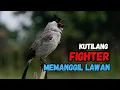 Lagu Suara Burung Kutilang Gacor Paling Ampuh Untuk Pancingan Pikat Juara