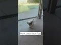 Seller Mistakes That Turn Buyers Away Pets at Showings