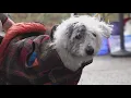 Seattle program offers free veterinary care to pets of people living unhoused