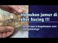 Download Lagu Bukan jamur di ekor kucing tapi.....|| Simak videonya sampai habis