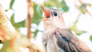 Download Burung sikatan londo di alam bebas, cocok untuk masteran burung kicau lain MP3