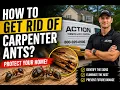How to Get Rid of Carpenter Ants Signs Damage Prevention Tips