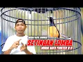 Download Lagu SETINGAN LOMBA BURUNG MURAI BATU BORNEO - FIGHTER