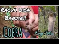 Download Lagu Mencari ular King Cobra!! Mata hampir buta di sembur ular hitam ini!! 