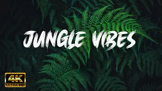 welcome to the jungle ultra hd cinematic video jungle vibe relaxing cinematic music video