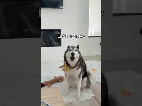 My Husky Is So DRAMATIC 😳👀