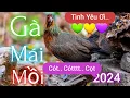 Download Lagu Tiếng Gà Mái Mồi | Gọi Hay | Kích Chuẩn 2024