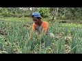 Download Lagu TERINSPIRASI DARI PAK SUDIWANI; DARI PEMBURU GAHARU, KINI JAFI JADI PETANI SAYUR