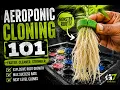 Aeroponics Cloning 101 Step by step instructions to get 100 success rates easily