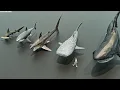 Download Lagu Living \u0026 Extinct Sharks size comparison 