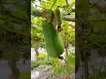Download Lagu Fuzzy melon aka kundur bulu #garden #fruitplant