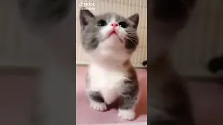 بيسة جميلة    دندنها