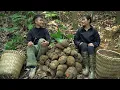 Uyen accidentally met Thanh Duong TV in the forest, and together they harvested giant red yams.