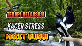 Download TERAPI BURUNG KACER STRES MACET BUNYI || KACER OMBYOKAN MP3