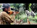 Download Lagu AKHIRNYA KERA PENCURI KEBUN BERHASIL KITA ATASI, BERBURU KERA DENGAN ANJING