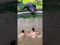 Download Lagu NYARIS SAJA !! Dua orang mandi di sungai kedatangan buaya besar #animals #scary #crocodile #shorts