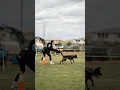 Download Lagu Anjing Keren yang Mirip Bodyguard: Belgian Shepherd! 🐕‍🦺🔥