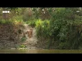 Bengal tiger mum's fierce hunt to feed her family | Asia - BBC