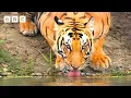 Bengal tiger mum s fierce hunt to feed her family Asia - BBC